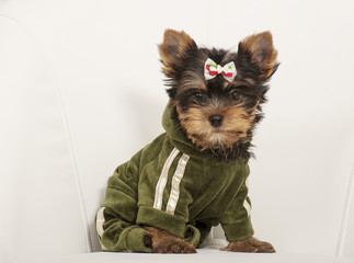 yorkshire terrier puppy the age of 3 month
