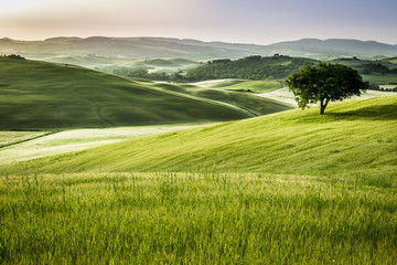 Obraz premium Foggy meadows in the morning, Tuscany