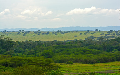 Forest and Savanna in Africa