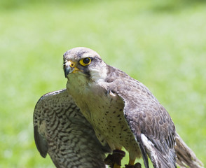 Lanner falcon bird of prey
