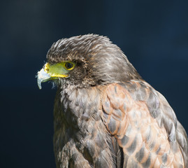 Closeup of harrier hawk