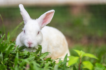 White rabbit on green grass