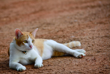 orange and white color  cat is  sitting  on ground