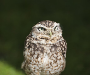 Closeup of burrowing owl