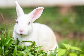 White rabbit on green grass