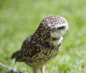 Closeup of burrowing owl