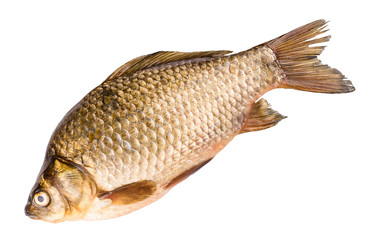 crucian isolated on white background