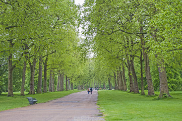 People walking in a large park with trees
