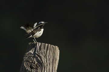 White-browed wagtail bird in Nepal