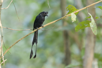 Greater racket-tailed drongo bird in Nepal