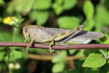 Grasshopper