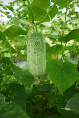 Short cucumber