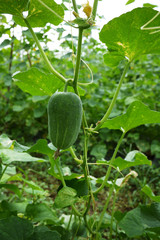 Small cucumber