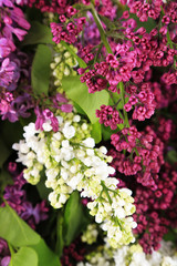 Beautiful lilac flowers background