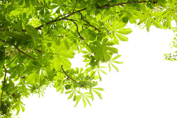 Fototapeta na wymiar Beautiful green leaves on tree in spring, outdoors