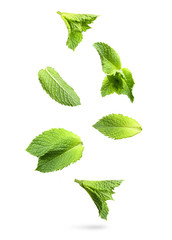 Green mint leaves isolated.