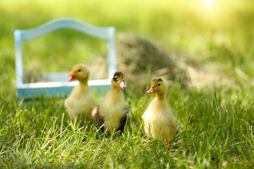 Little cute ducklings on green grass, outdoors