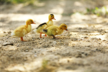Little cute ducklings on sand, outdoors
