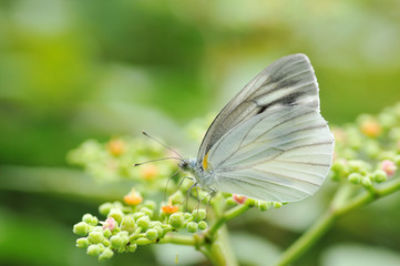 モンシロチョウ