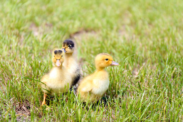 Little cute ducklings on green grass, outdoors