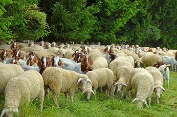 Ziegen und Schafe