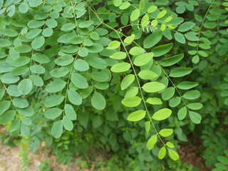 Acacia leaf