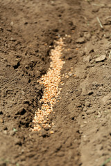 Sowing seeds into soil