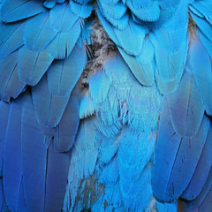 Obraz premium Blue and Gold Macaw feathers