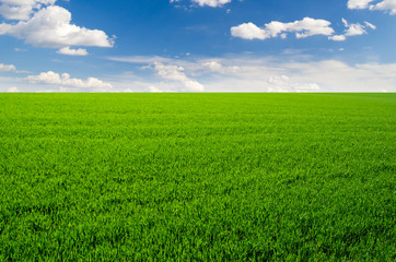 Obraz premium green grass field and bright blue sky