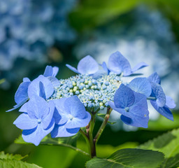 Blue hydrangea