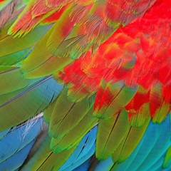 Greenwinged Macaw feathers