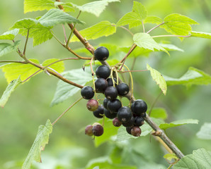 Black currant on the branch in the garden
