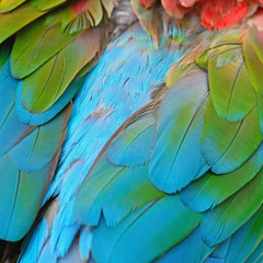 Obraz premium Greenwinged Macaw feathers