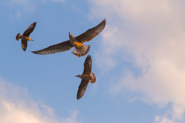 sky sea gull