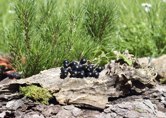 Blackcurrants