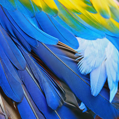 Obraz premium Scarlet Macaw feathers