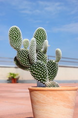 Ein Kaktus der Gattung Opuntia in einem Übertopf aus Terracotta