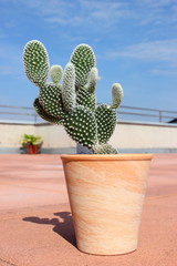 Ein Kaktus der Gattung Opuntia in einem Übertopf aus Terracotta