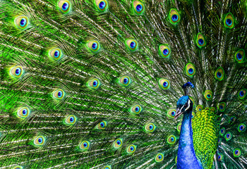 Fototapeta na wymiar Peacock with beautiful multicolored feathers