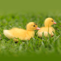 Small ducklings