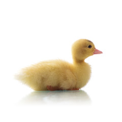 duckling