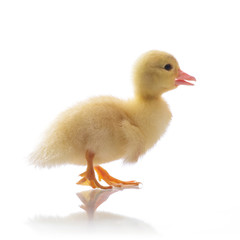 duckling