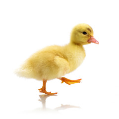 duckling