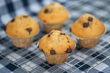 Home made tasty chocolate chip muffins on cooling rack