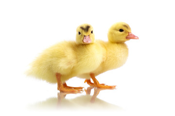 duckling