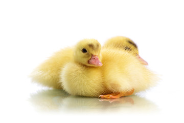 duckling