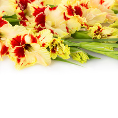 Beautiful fresh gladiolus isolated square background