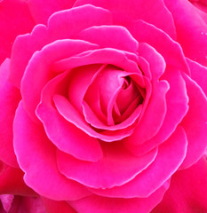 Pink rose macro shot