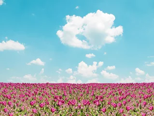 Fotobehang Pink tulip field and blue sky landscape © irishmaster
