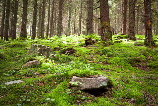 Old fairy forest with moss and stones on foreground - Powered by Adobe